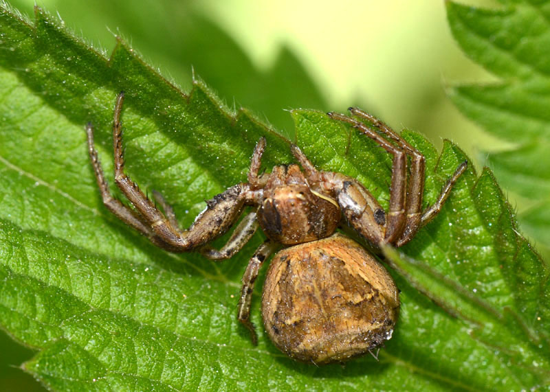 Xysticus sp. - Sassa (AQ)